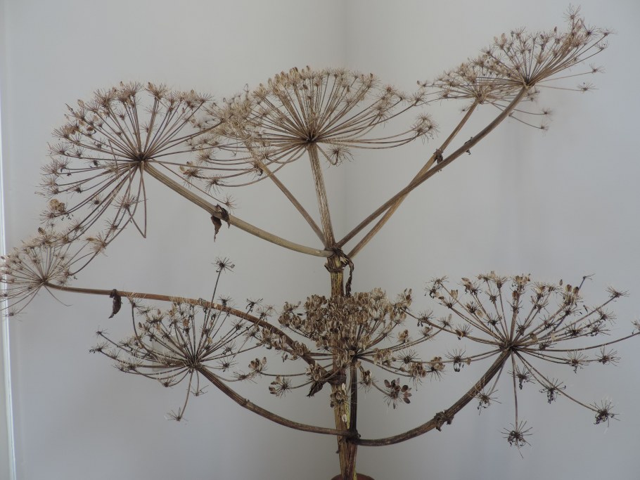 Композиции из борщевика