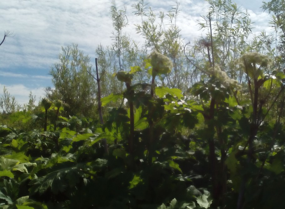 Семена борщевика Сосновского