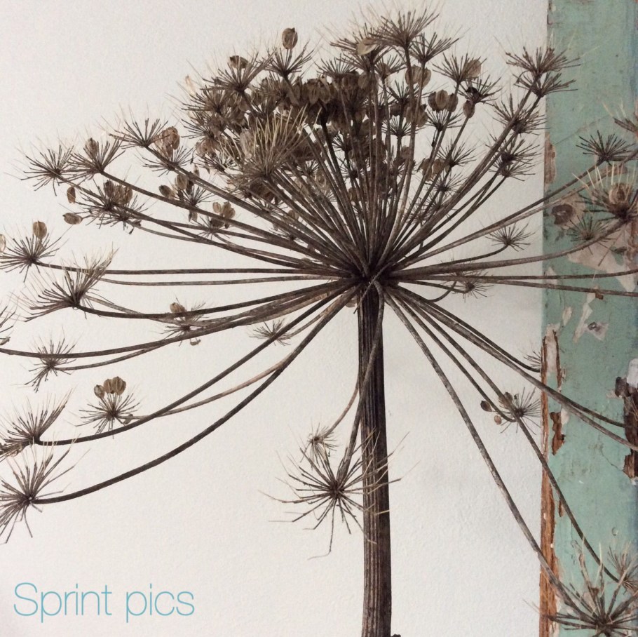 Борщевик осень