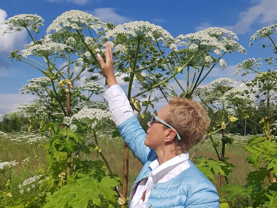 Пермский край Кудымкарский район борьба с борщевиком