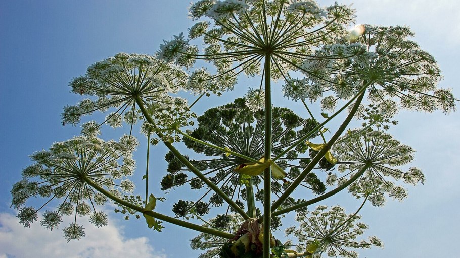 Борщевик и лопух