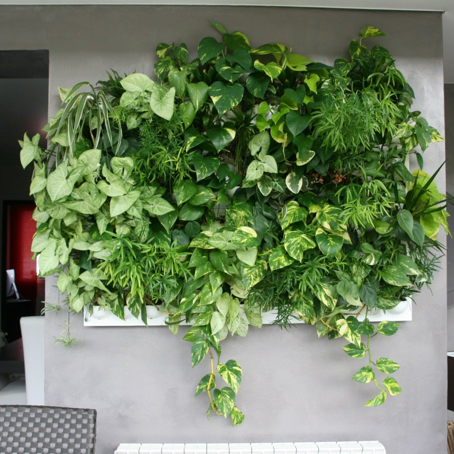 Сциндапсус лимонный