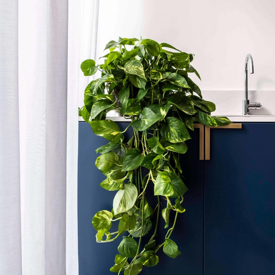 Сциндапсус (Эпипремнум)