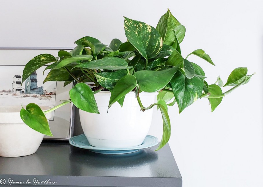 Эпипремнум традесканция