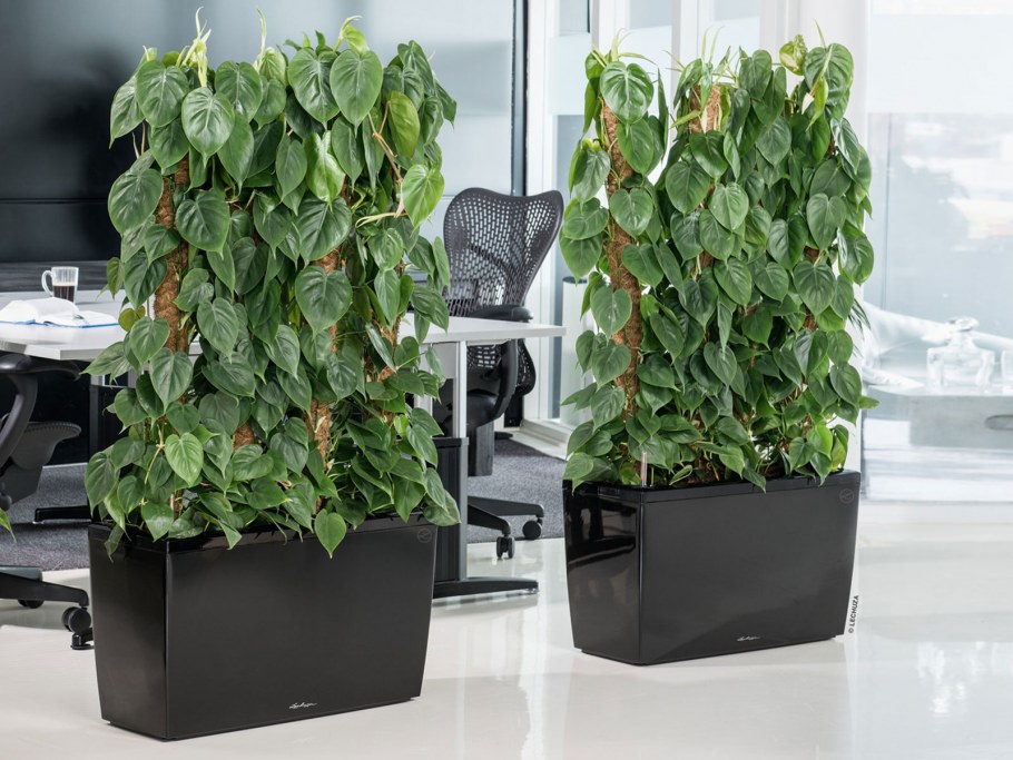 Эпипремнум моссток