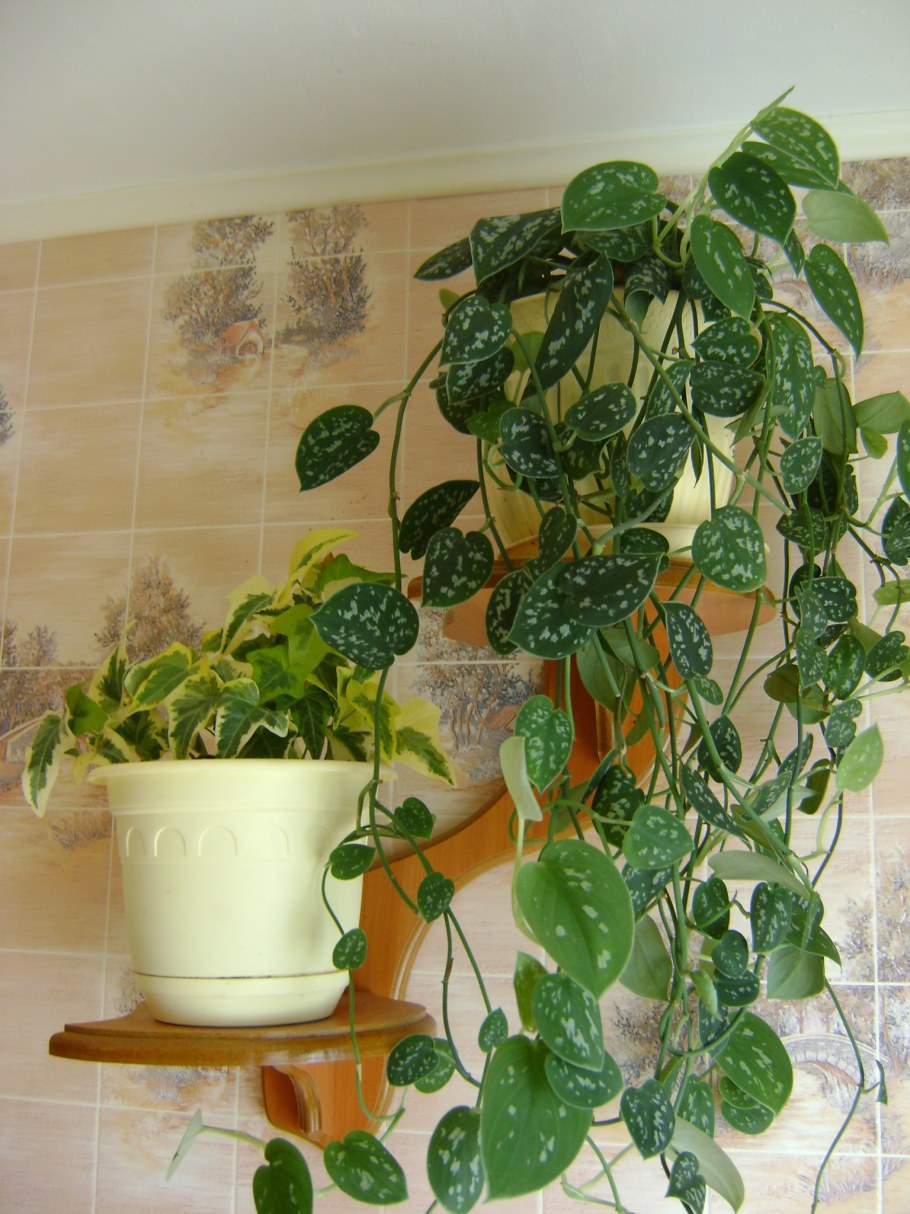 Эпипремнум и Филодендрон