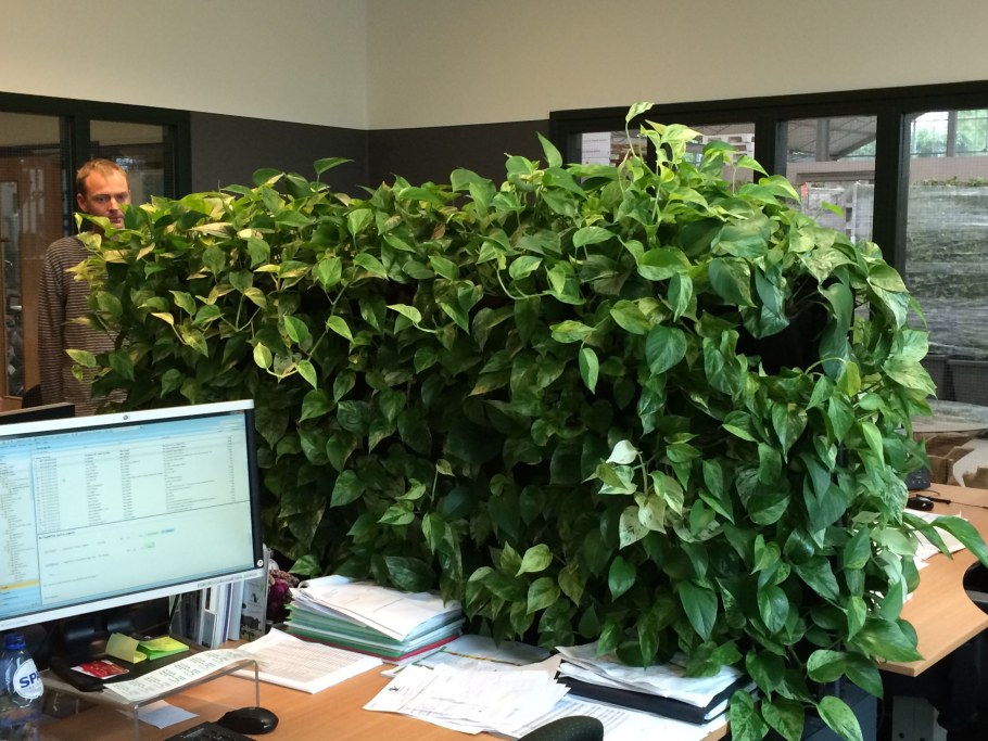 Филодендрон сциндапсус