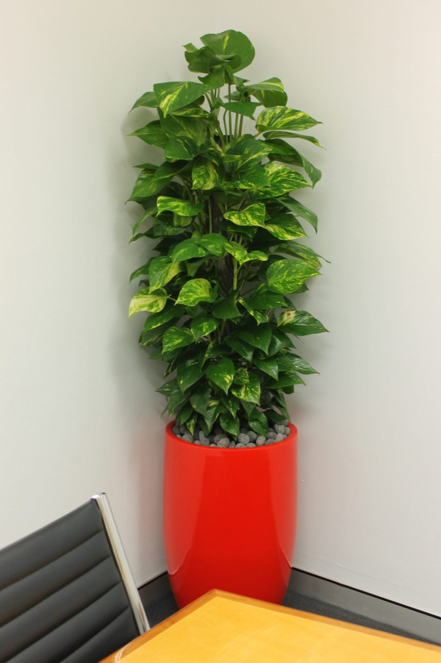 Сциндапсус (Эпипремнум)