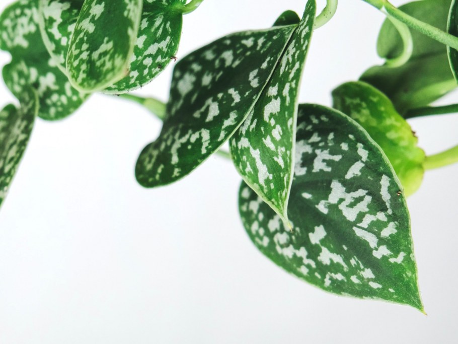 Эпипремнум Голден Лотос