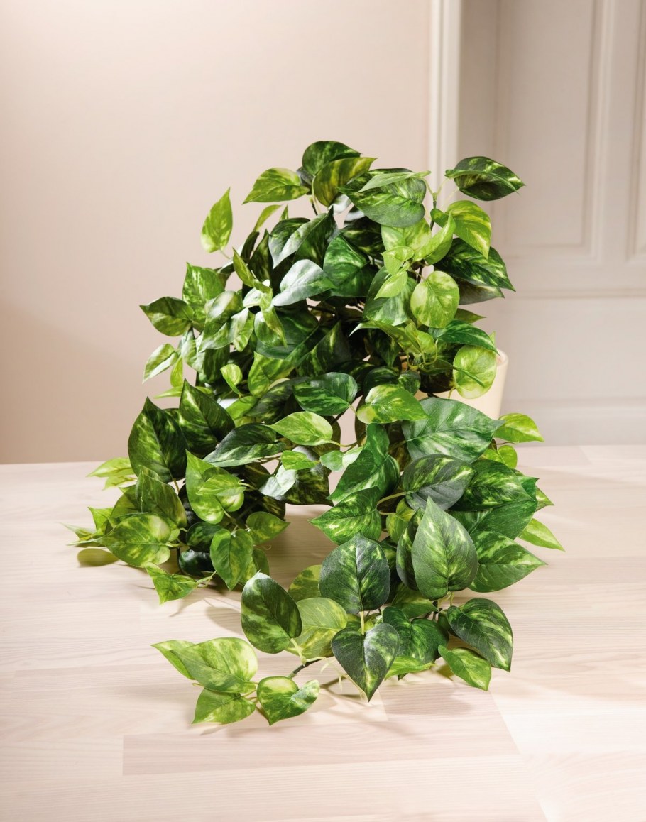 Сциндапсус скелетон