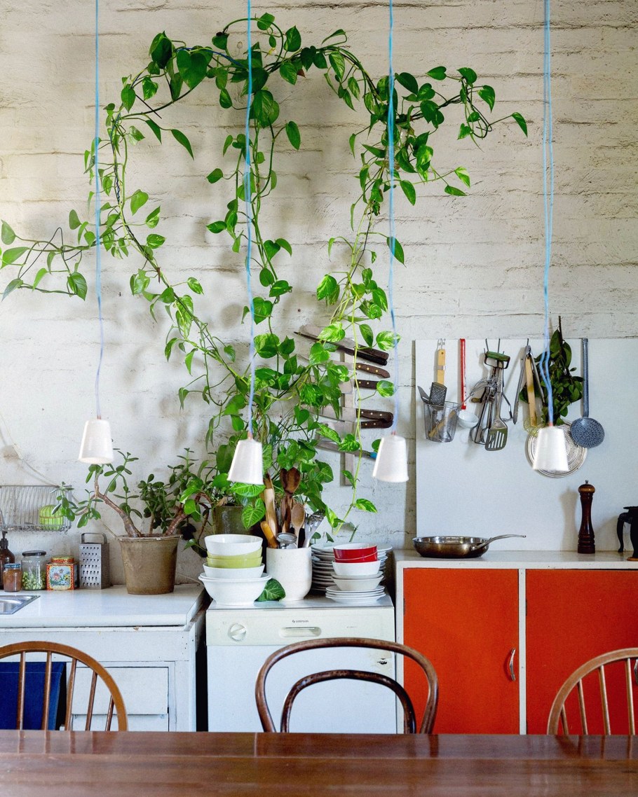 Лиана сциндапсус Эпипремнум