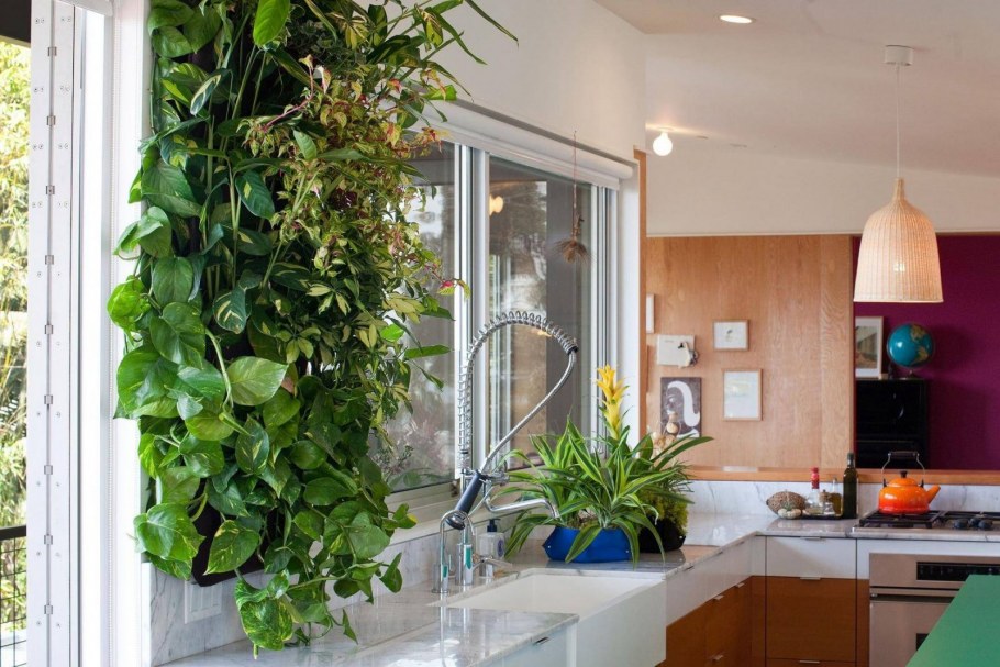 Эпипремнум Amplissimum