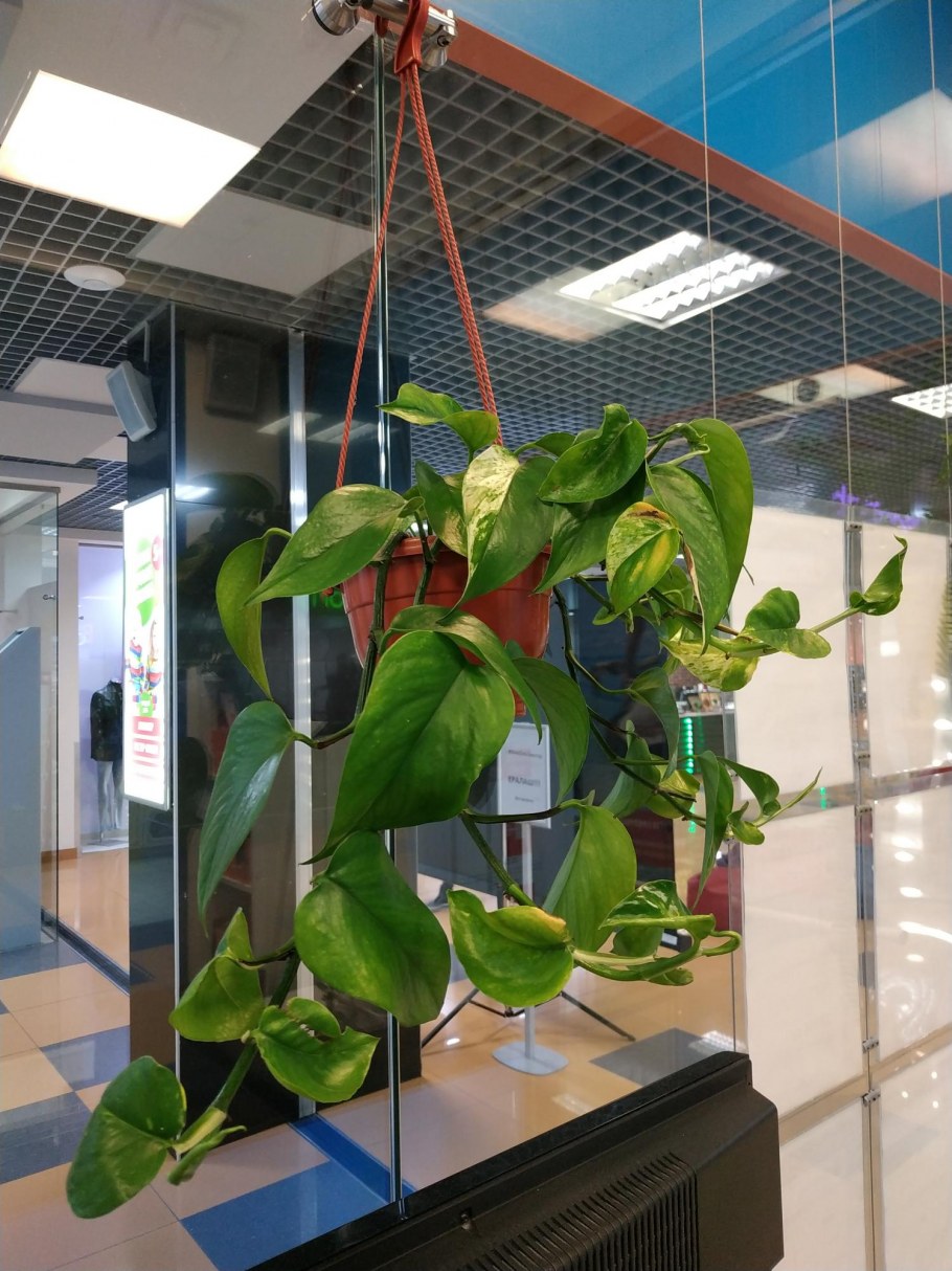 Хедера искусственная ампельная