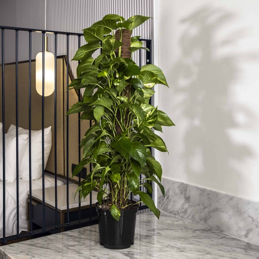 Кокедама сциндапсус