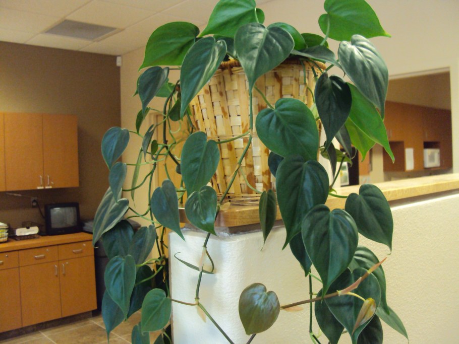 Плющ сциндапсус