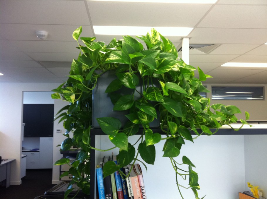 Эпипремнум эн Джой d12 h15