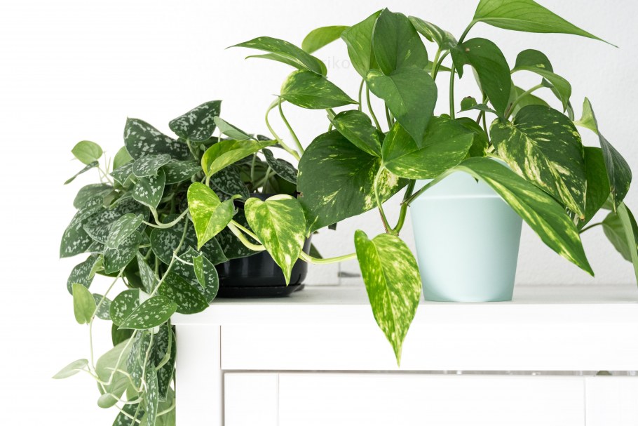 Эпипремнум Марбл Квин