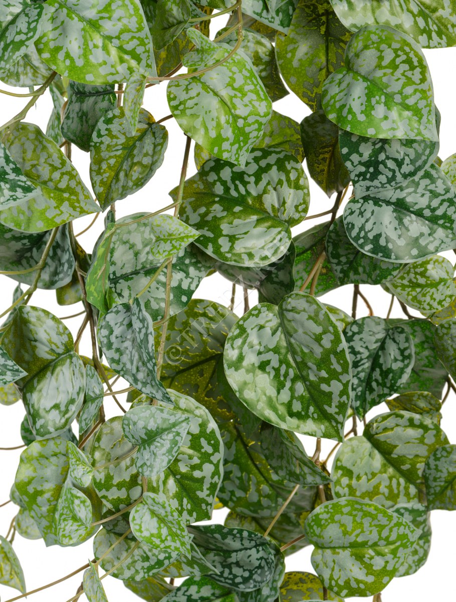 Комнатные цветы на кухне