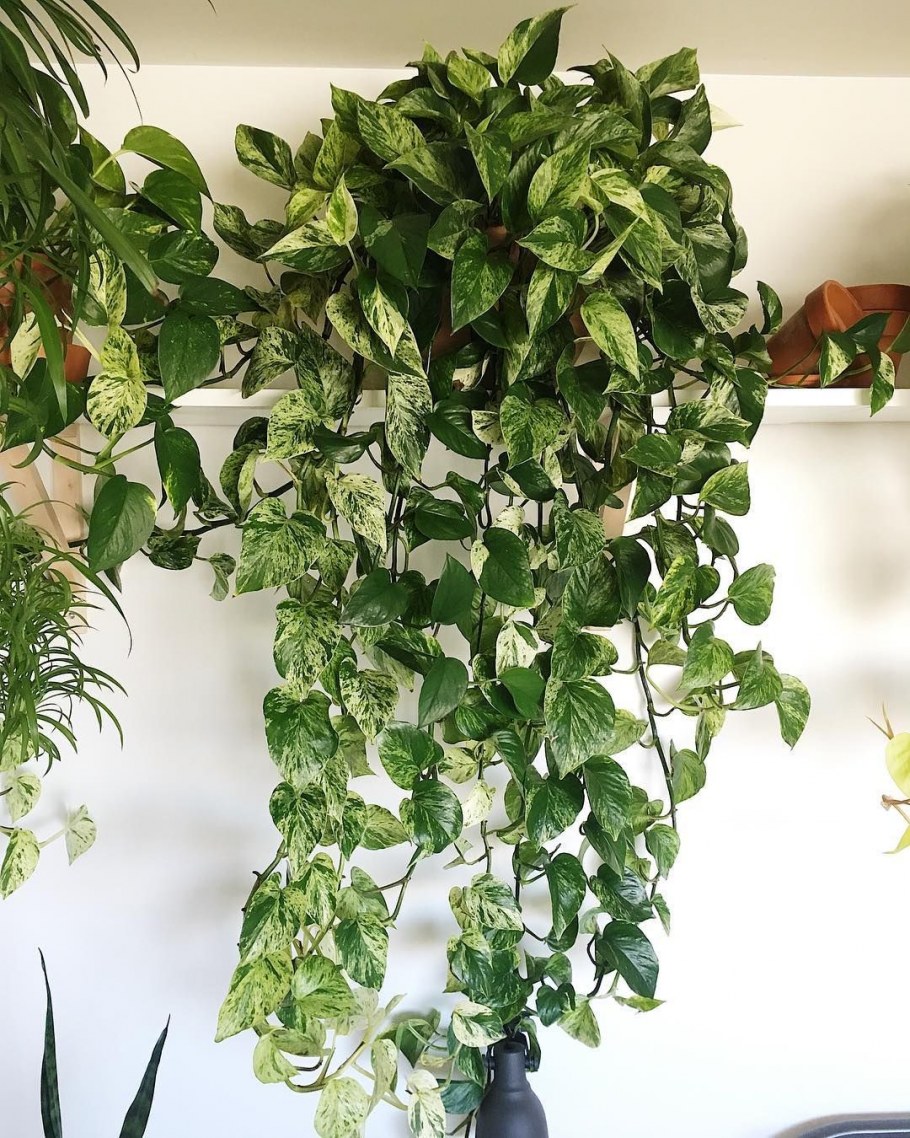 Вьющиеся растения в интерьере кухни