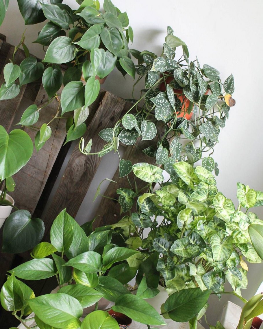 Сциндапсус неон уход