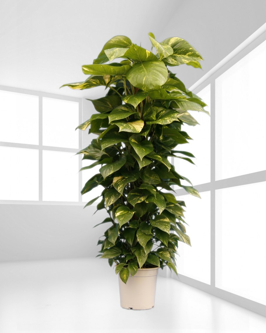 Эпипремнум Golden Pothos