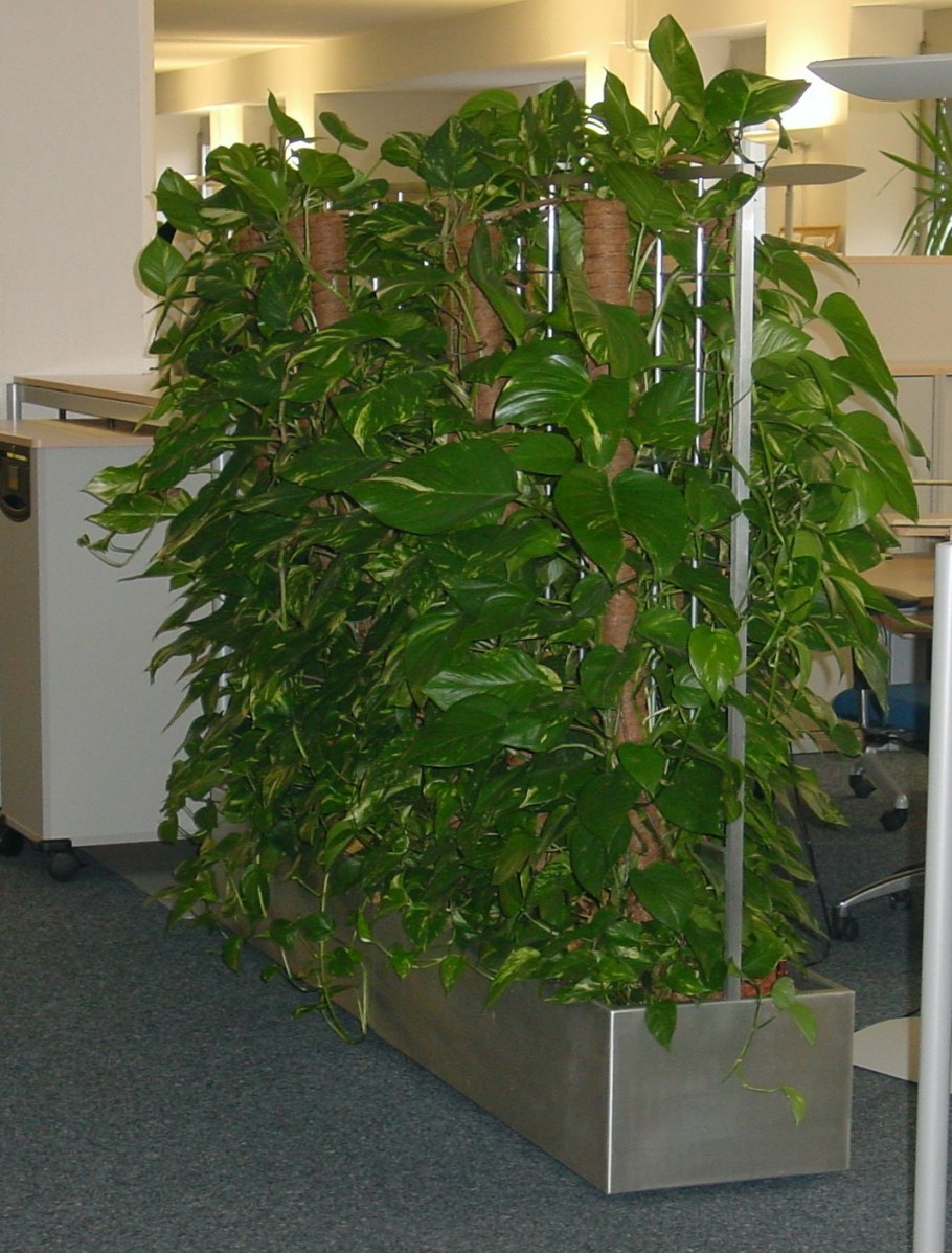 Лиана Эпипремнум