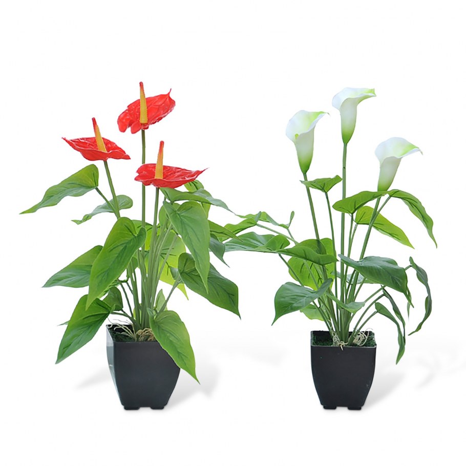 Суккуленты ikea