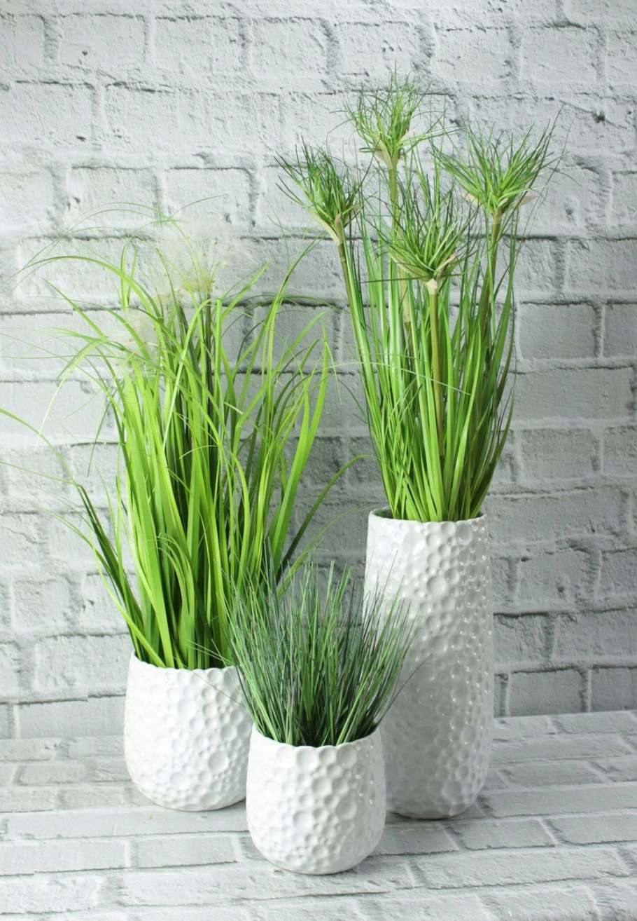 Напольный цветок фикус