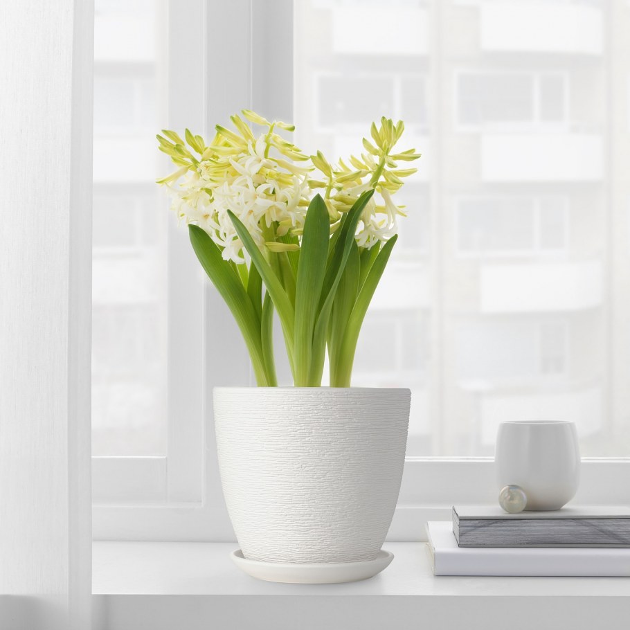 Фаленопсис в горшке