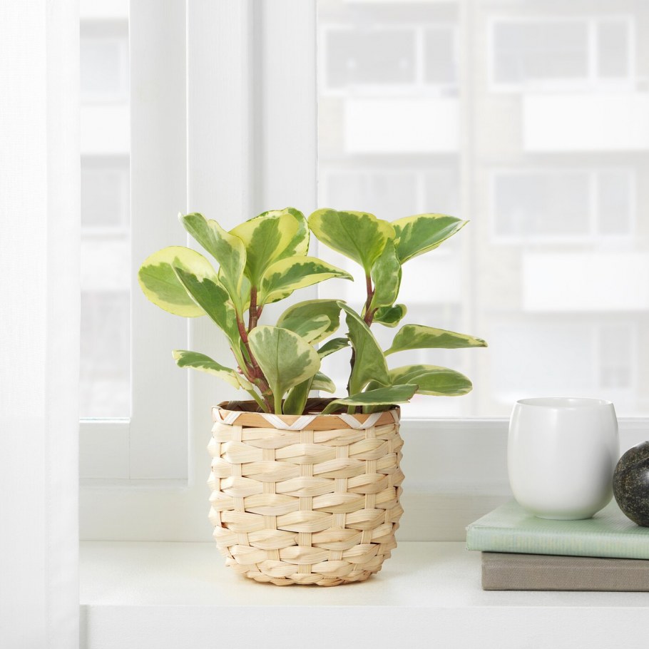 Искусственные цветы в интерьере