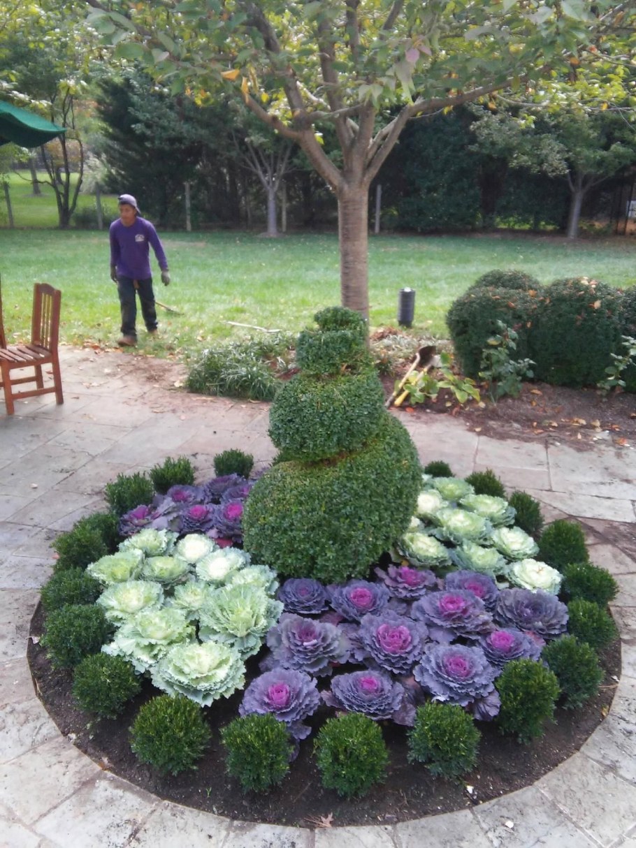 Декоративная капуста на Клум