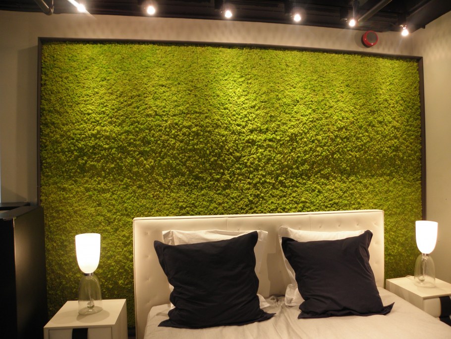 Фитостена ягель