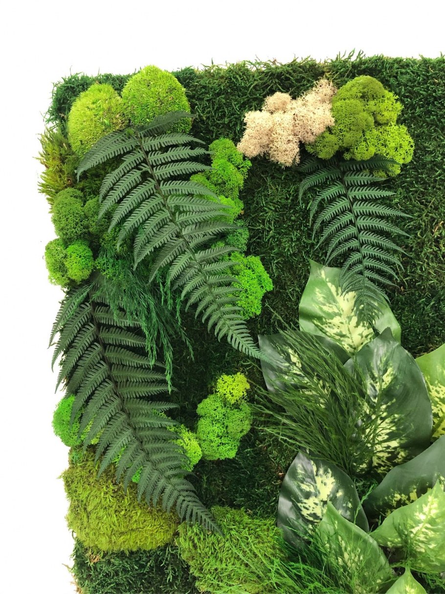 Ягель папоротник стена