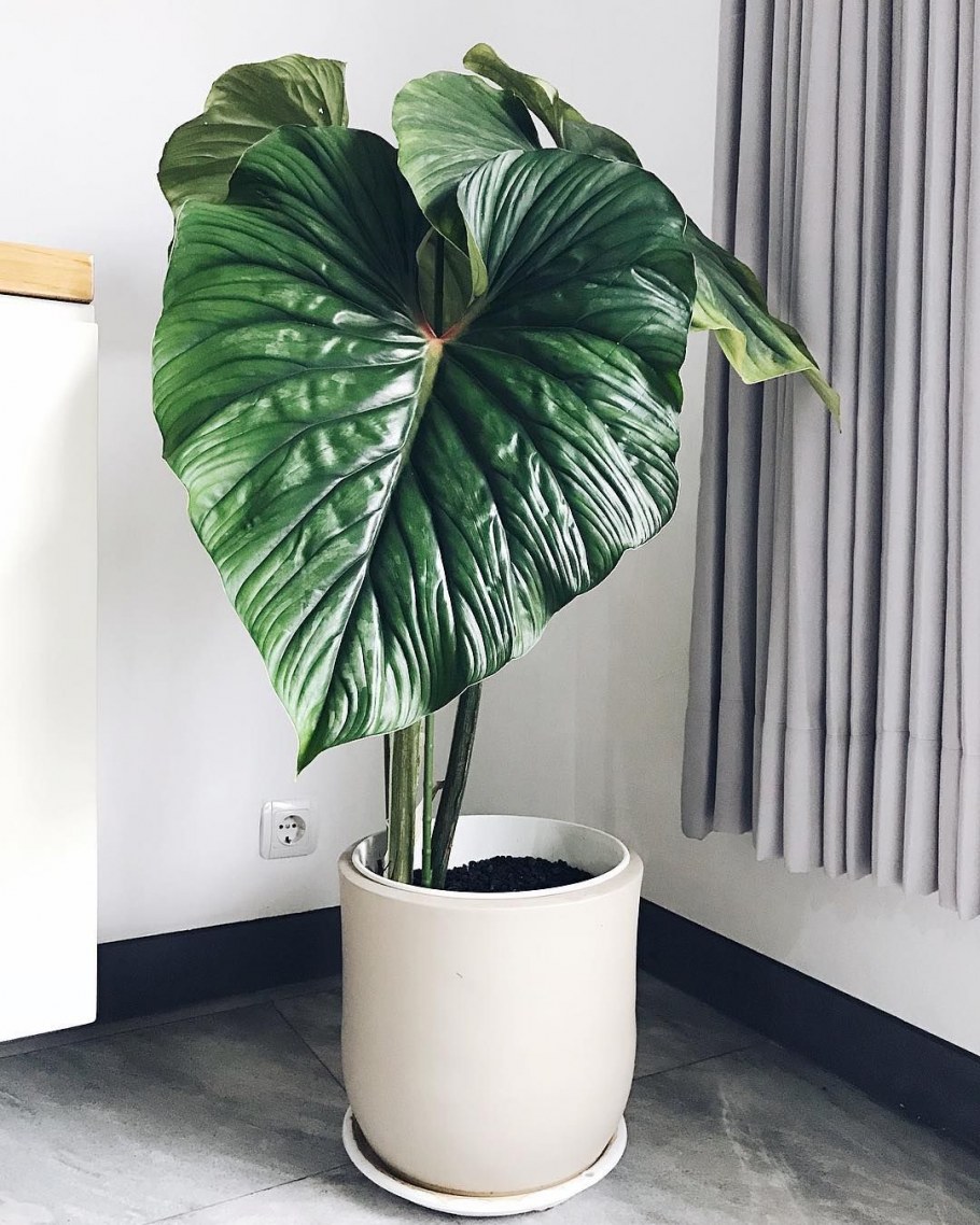 Lechuza Rondo Premium