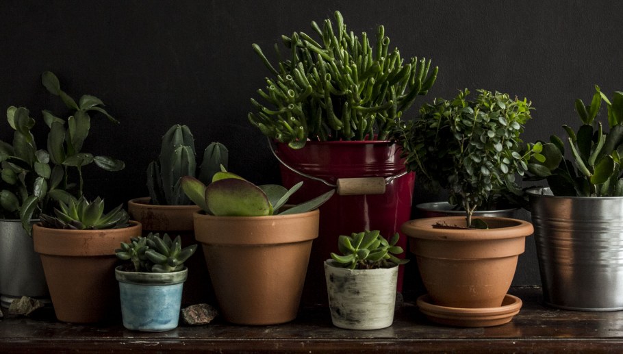 Кактусы в интерьере
