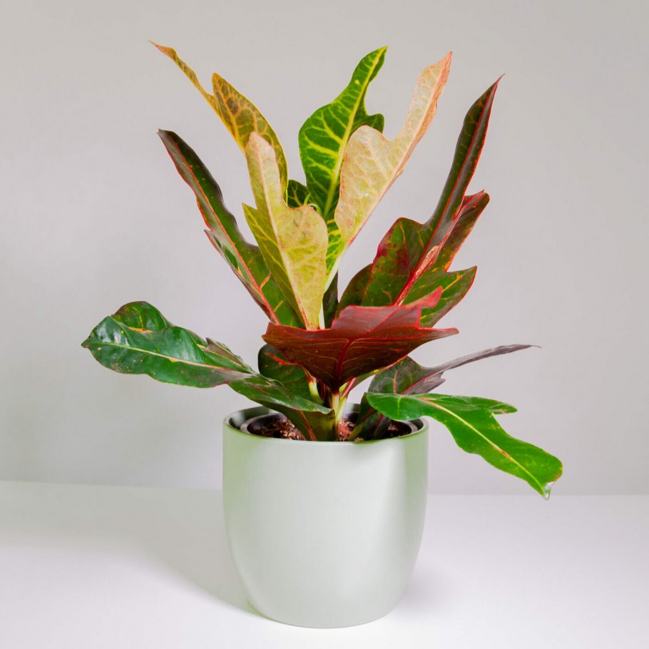 Houseplants цветок