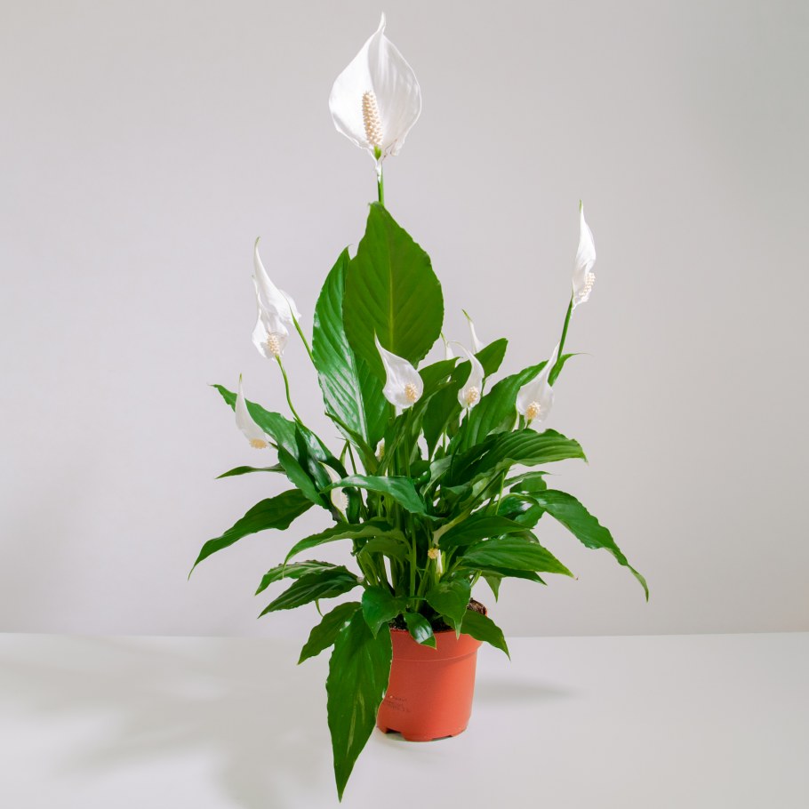 Растения в интерьере