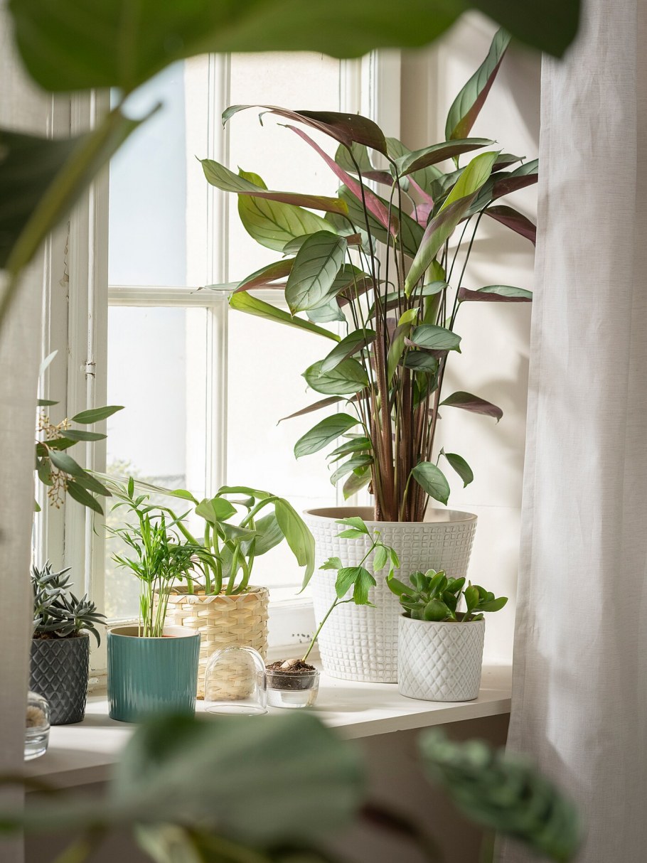 Цветы в интерьере