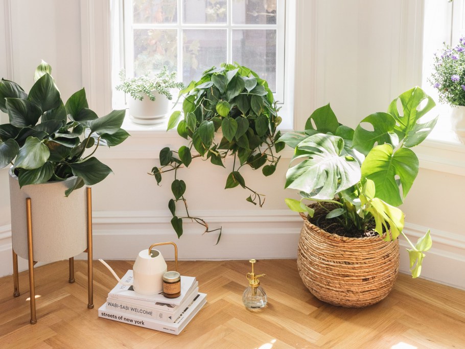 Растение houseplants d8 h35