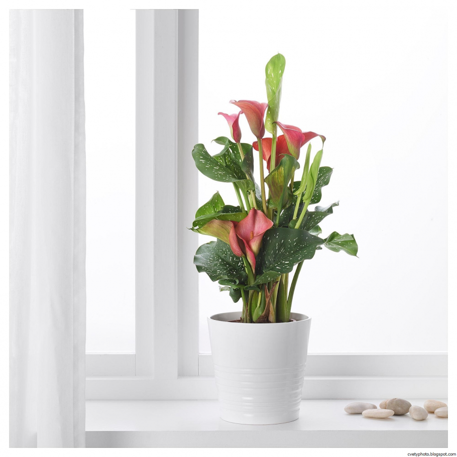 Комнатное цветоводство