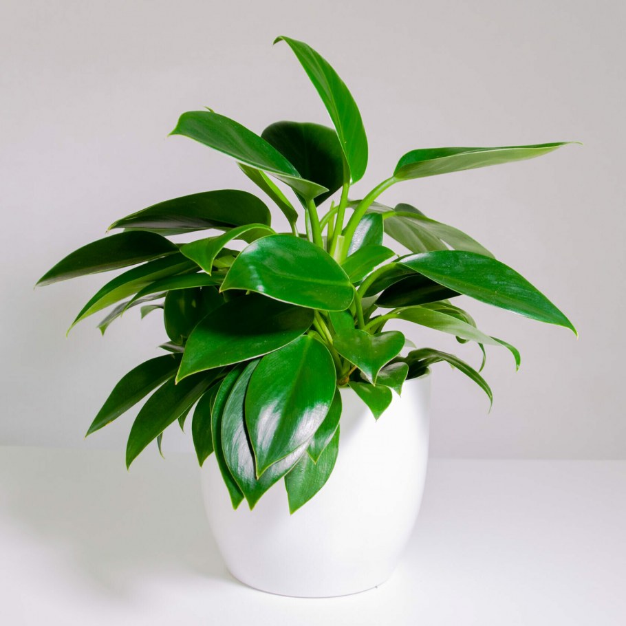 Красивые цветы в горшках