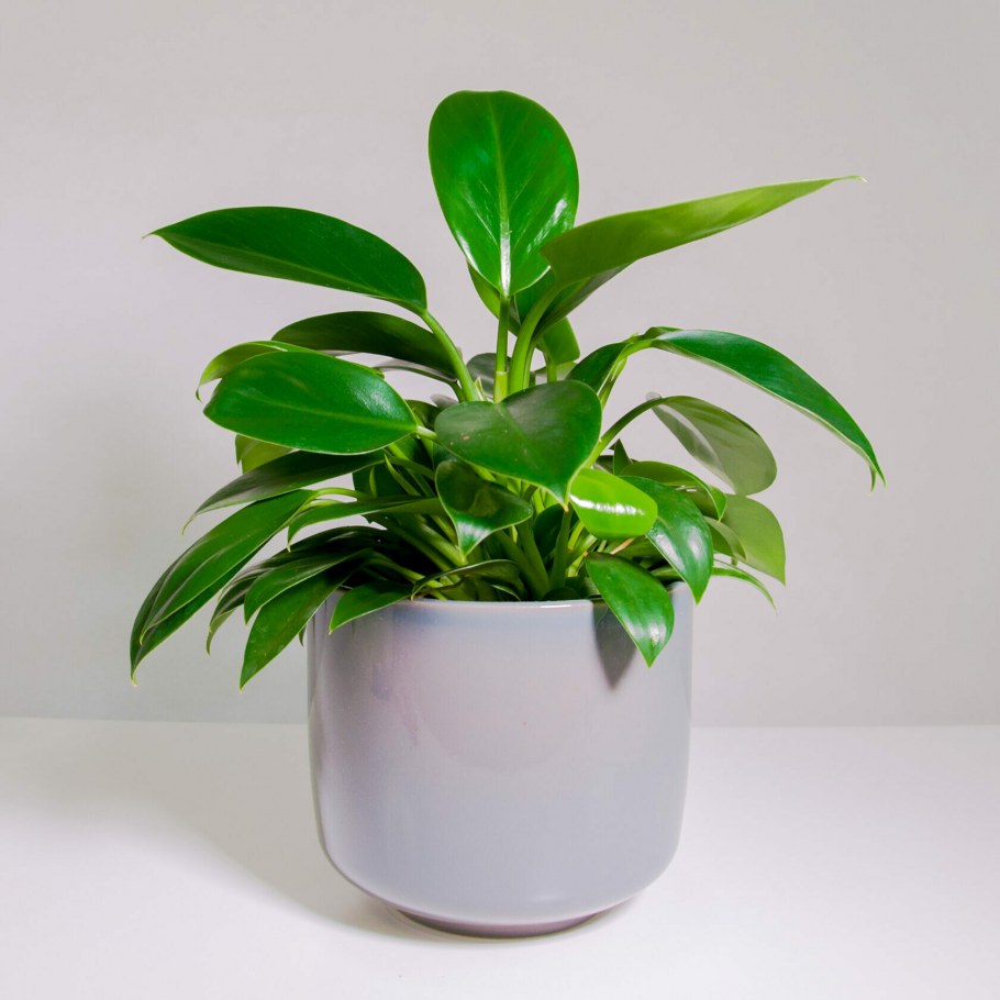 Орхидея Радиант