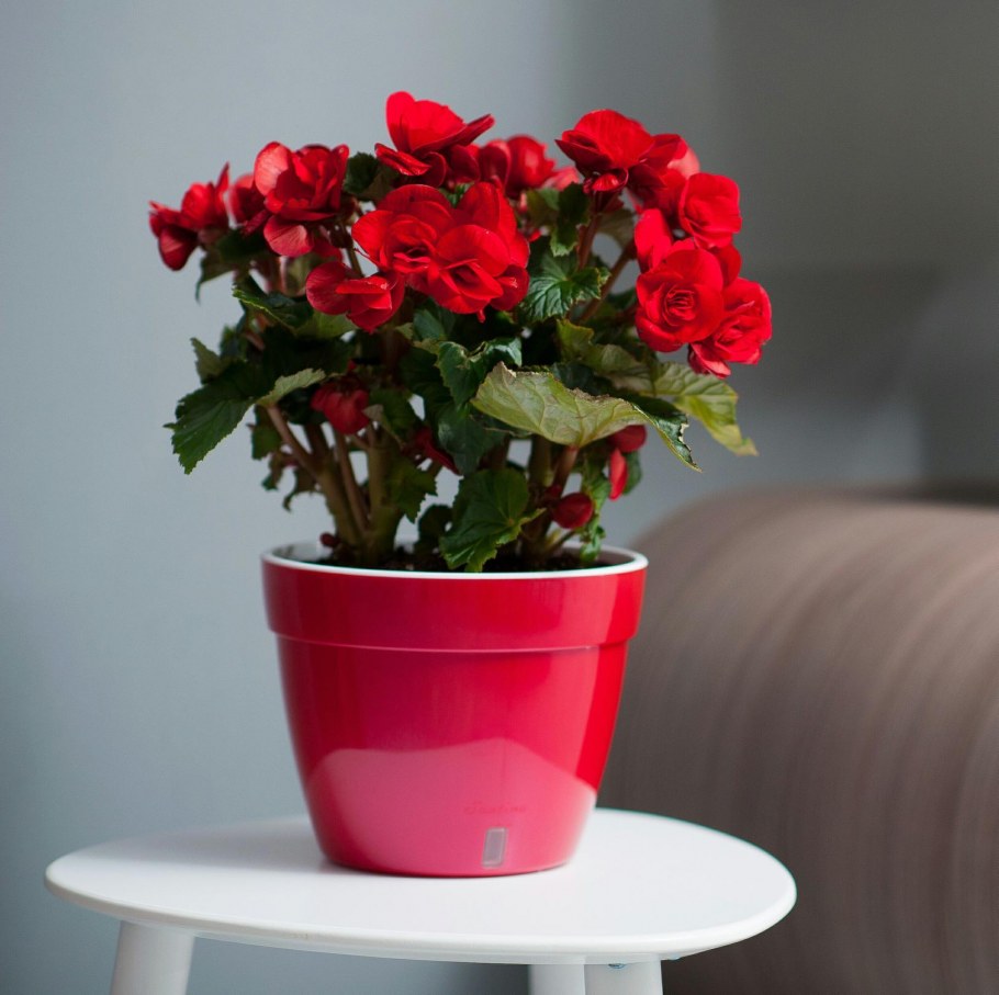 Фикус лирата в Lechuza