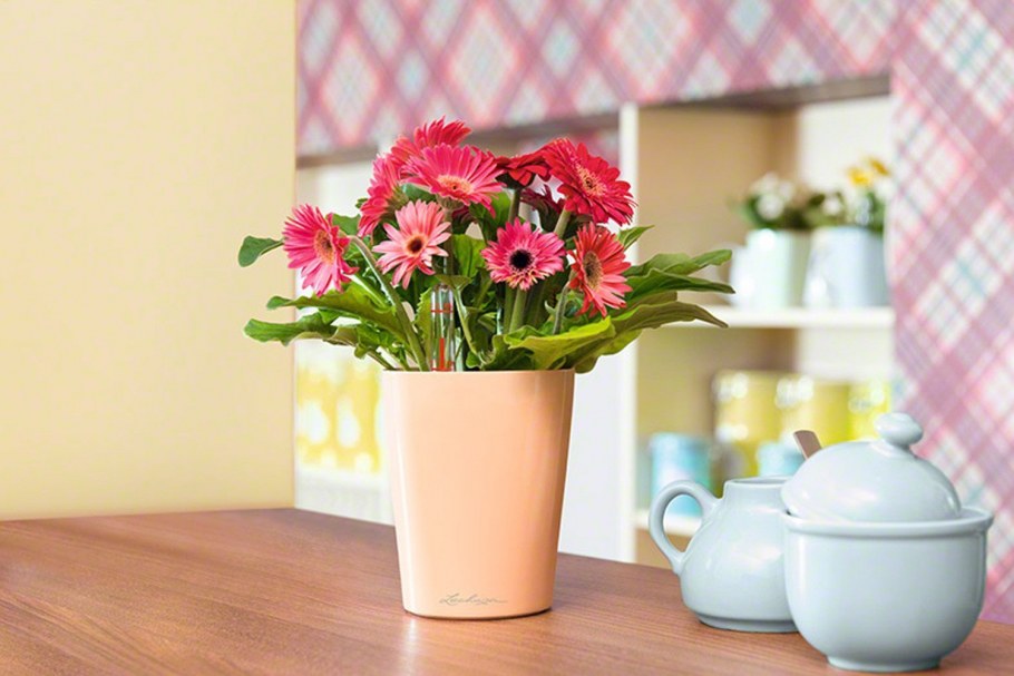 Комнатные и садовые растения