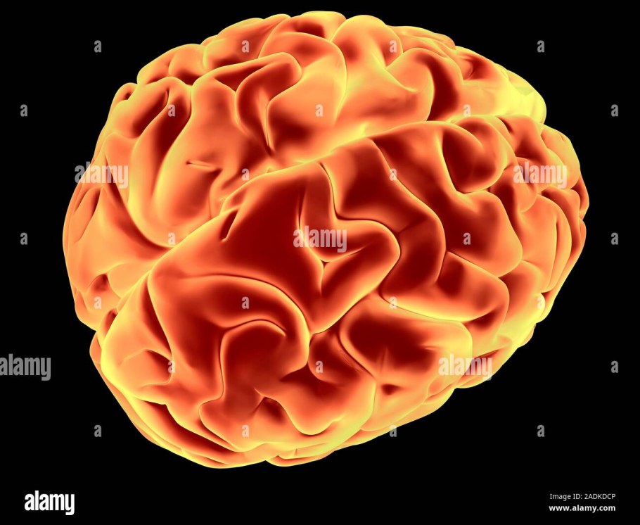 Мозг и сердце арт