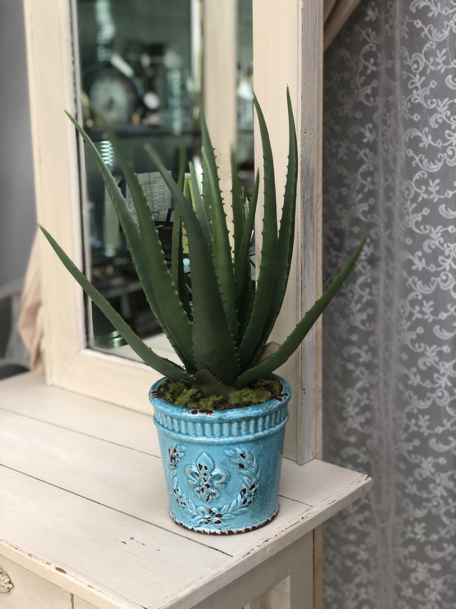 Столетник на подоконнике