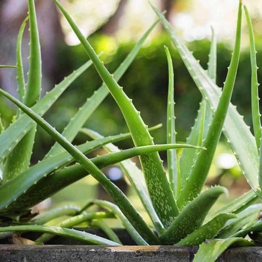 Алоэ Вера цветок домашний
