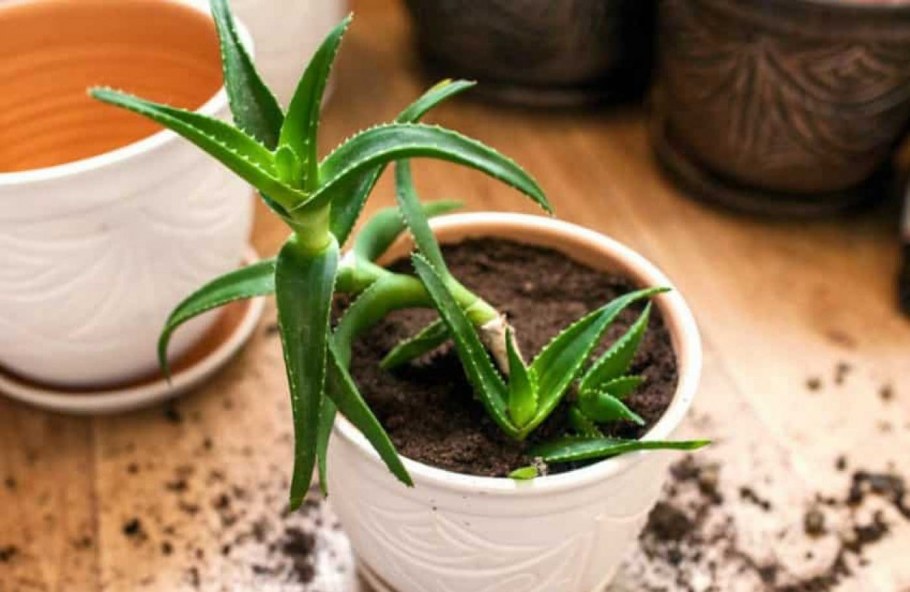 Алоэ Рэйдзи