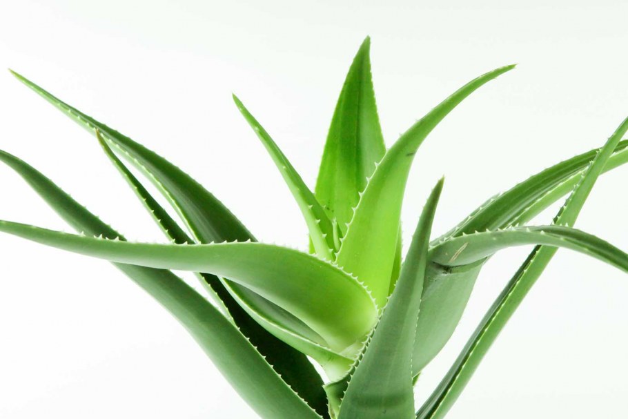 Алоэ Вера в интерьере квартиры фото