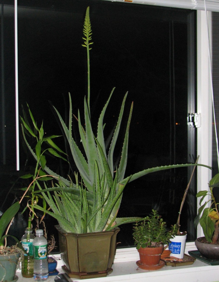 Комнатные растения на столе